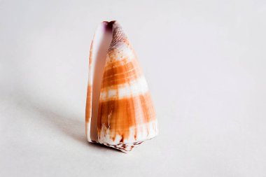 Seashell denizden bir hediyedir