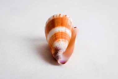 Seashell denizden bir hediyedir