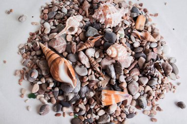 Seashell denizden bir hediyedir