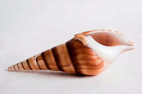 Seashell Gift Sea — Stock Photo, Image