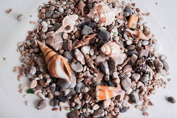 ракушка это подарок от моря
