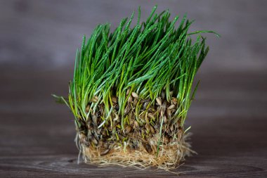 yeşil çim masada, kedi için bir keyif veriyor