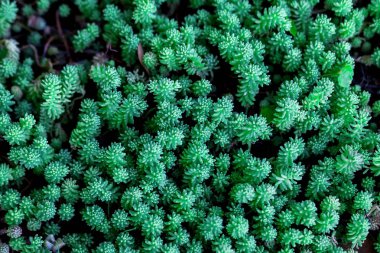 Masaüstü için bir doku olarak yeşil bitki