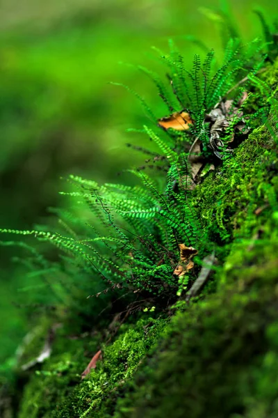 Moss grows in trees and rocks in a subtropical climate