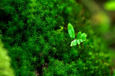Yosun ağaçlarda yetişir ve subtropikal iklimlerde kayalar