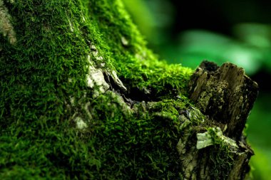 Yosun ağaçlarda yetişir ve subtropikal iklimlerde kayalar