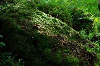 Yosun ağaçlarda yetişir ve subtropikal iklimlerde kayalar