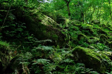 Yosun ağaçlarda yetişir ve subtropikal iklimlerde kayalar