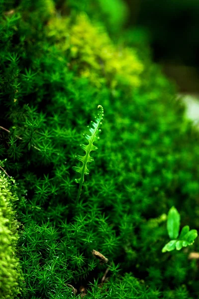 Mousse Pousse Dans Les Arbres Les Roches Dans Climat Subtropical — Photo