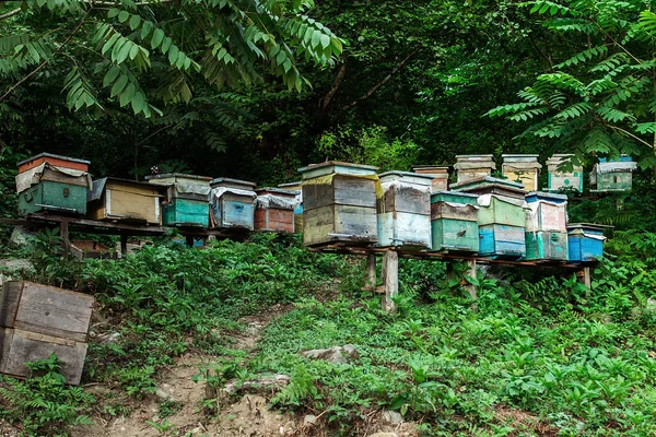 Bienenstand Den Georgischen Bergen — Stockfoto