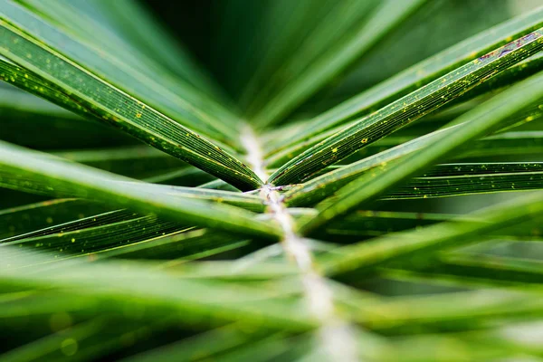 palmiye ağacı yakın çekim yaprak yeşil