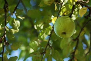 bahçede yeşil elma hasat