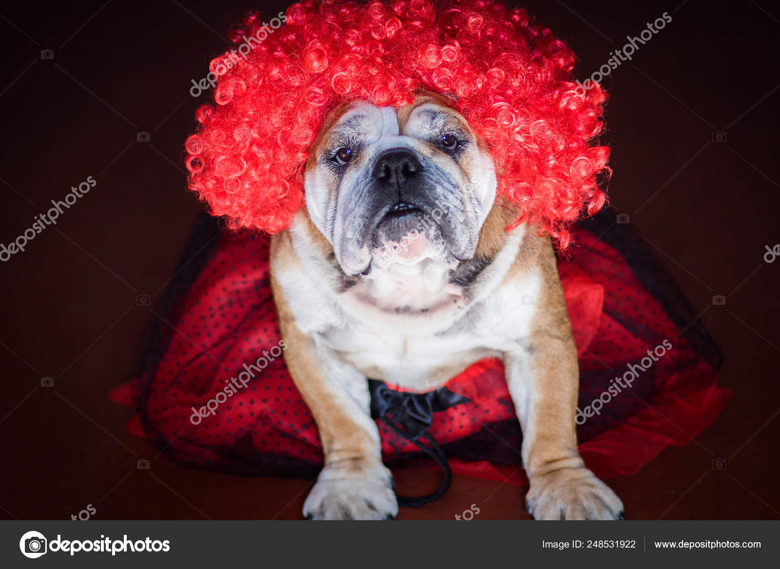 pug with red wig