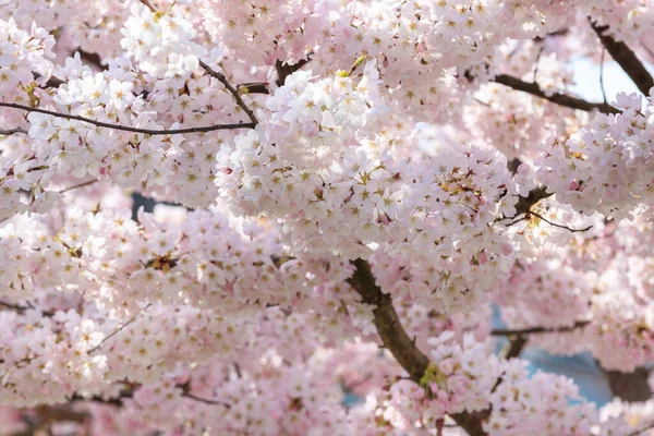 Vaaleanpunainen Valkoinen Kirsikka Kukkii Keväällä Täysi Kukkiva Sakura Puu Hämärtynyt — kuvapankkivalokuva