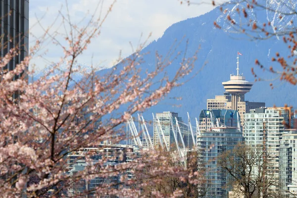 Vancouver Canada Março 2018 Cereja Floresce Vancouver Com Horizonte Segundo — Fotografia de Stock