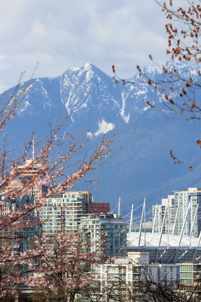 Vancouver Canada Março 2018 Cereja Floresce Vancouver Com Horizonte Vista — Fotografia de Stock