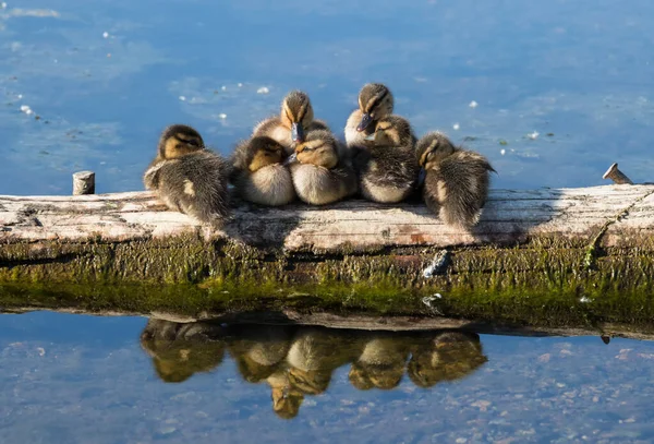 Grupo Patitos Bebé Mantienen Juntos Descansan Baúl Deer Lake Park — Foto de Stock