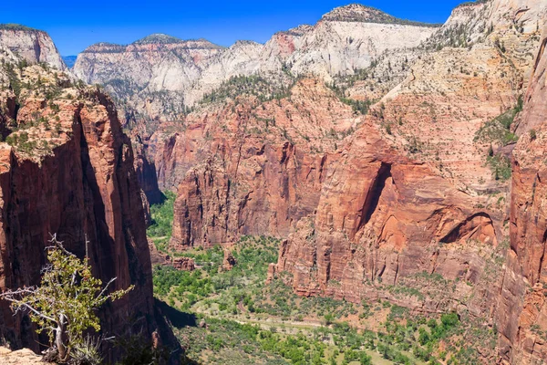 Angels Landing Una Formación Rocosa Zion National Parkin Suroeste Utah — Foto de Stock