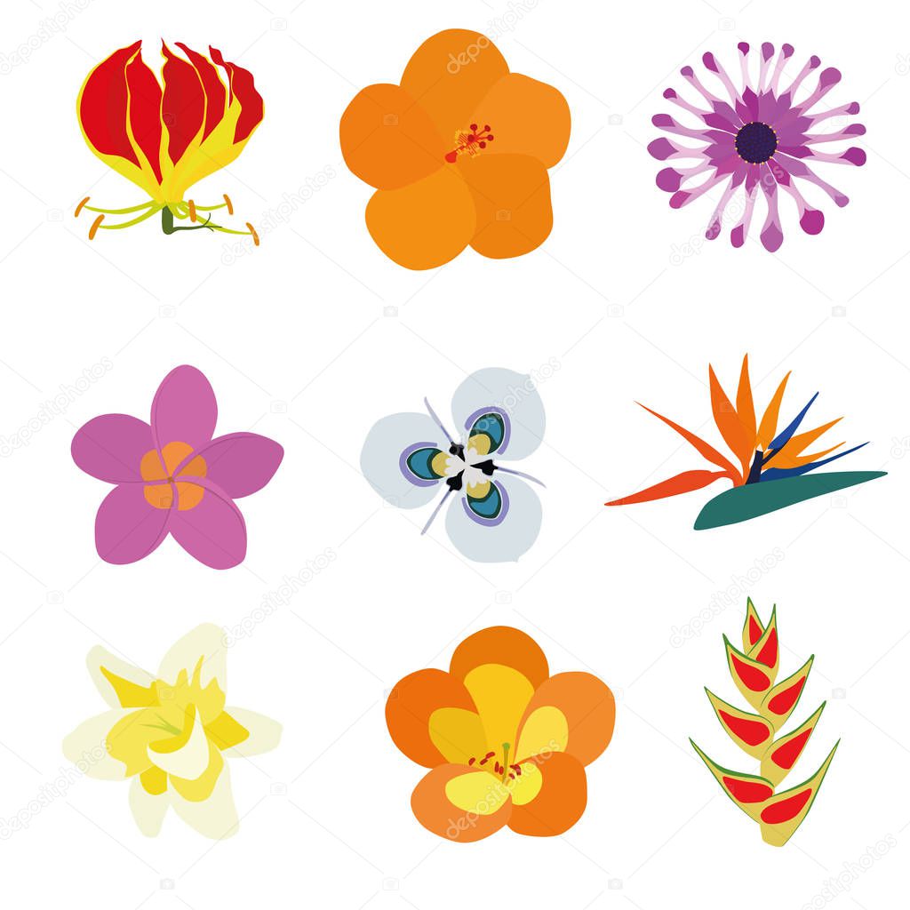 Set of nine exotic flowers containing: Flame Lily, Orange Hibiscus, African Daisy, Plumeria, Moraea villosa, Bird of Paradise, Vanilla, Tropical Rhododendron, Heliconia Wagneriana.