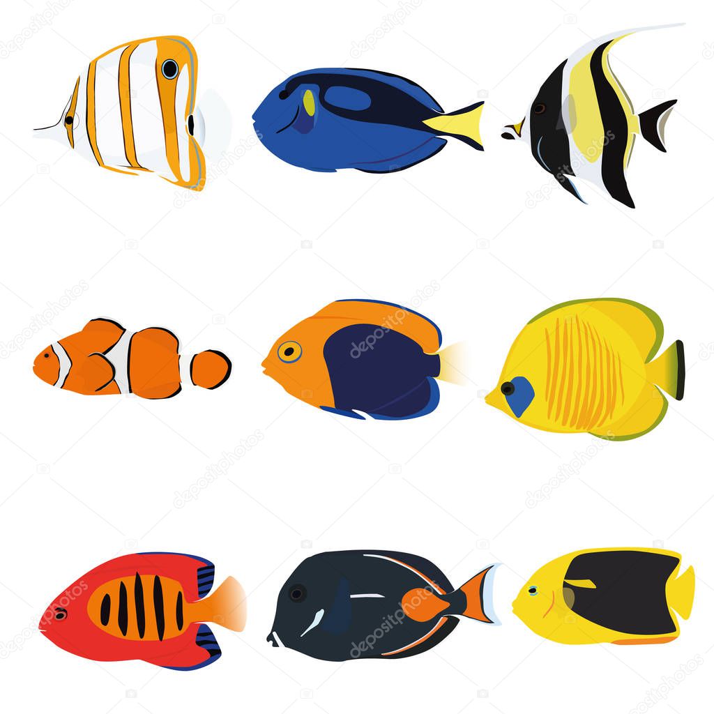 Tropical fishes set containing nine fishes: Copperband Angelfish, Blue Tang, Moonrish Idol, Clownfish, Flameback Angelfish, Masked Angelfish, Flame Angelfish, Achilles Tang, Rock Beauty Angelfish.