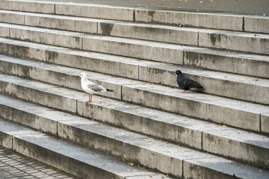 Siyah güvercin ve beyaz martı taş basamaklarda, renkli ve formunda görsel bir kontrastlık yaratıyor..
