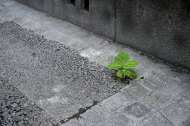 Taş duvarın yanındaki çatlak kaldırımda filizlenen yeşil bitki, dayanıklılığı, hayatta kalmayı ve kentsel alanlardaki doğanın gücünü simgeliyor.