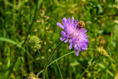 Arı nektarı toplayan bir tarlanın (Knautia arvensis) yakın plan görüntüsü