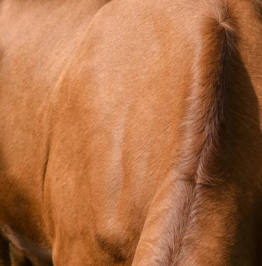 Gümüş bir tekir İngiliz Shorthair kedisine yakın çekim sarı gözlü ve ciddi bir ifadeyle.