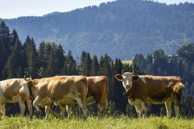 Bir grup İsviçreli inek çam ormanları ve dağlık arazide otluyor. İnek çanları ile geleneksel kahverengi-beyaz sığırlar İsviçre 'deki kırsal yaşamı sembolize eder.