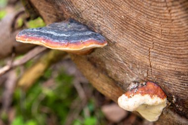 İsviçre 'nin Glarus ormanındaki bir ağaç gövdesinde yetişen mantarlara yakın çekim. Mantar katmanlı dokuları ve doğal renkleri gösterir.