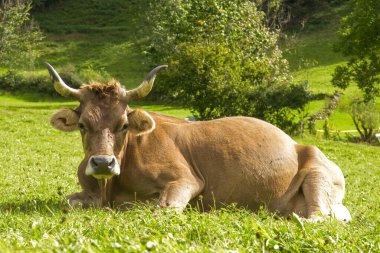 Kahverengi İsviçre ineği boynundaki geleneksel çan ile çayırlarda dinleniyor. Etrafı çimenler ve dağ manzaralarıyla çevrili.