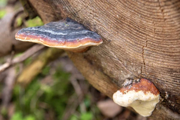 İsviçre 'nin Glarus ormanındaki bir ağaç gövdesinde yetişen mantarlara yakın çekim. Mantar katmanlı dokuları ve doğal renkleri gösterir.