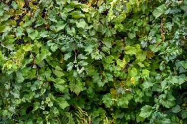 Üzüm yapraklarından oluşan yoğun bir duvar. Yaprakların arasına gizlenmiş koyu üzümler. Yazın sonlarında üzüm bağlarının zenginliğini gösteriyor.