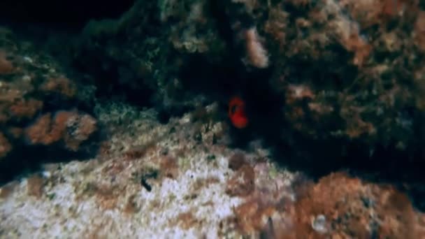 Vídeo Graba Cerca Superficie Del Mar Ibiza Pescado Rojo Púrpura — Vídeo de stock