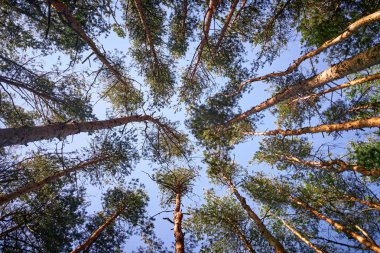Açık gökyüzü altında uzun boylu pines düz gövdeleri. Kron, mavi cennet dev iğne yapraklı ağaçlar. Alt görünümü.