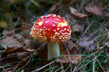 Mantarı (sinek agaric veya sinek amanita), doğal sonbahar ormanda zehirli ve halüsinojenik mantar.