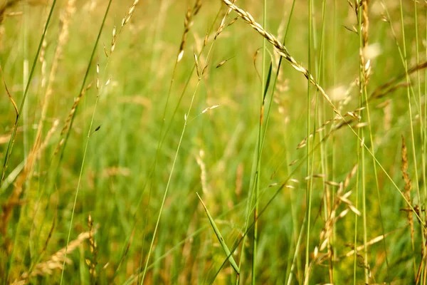緑のフィールド 自然の形のシリアル植物の耳 開花中 シリアルは季節のアレルギーを引き起こす可能性があります — ストック写真