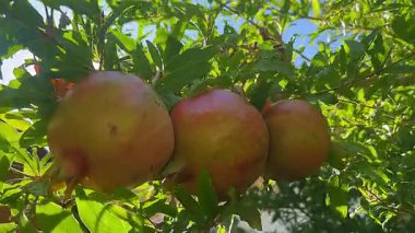 Altın Gün Işığı Rüzgarda Nar Dansında