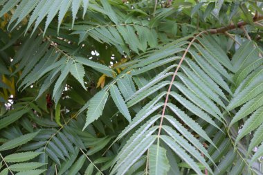 Japon yabani otunun yeşil yaprakları (istilacı bitki) güneş ışığı sembolü doğanın gücü, ekolojik zorluklar ve vahşi bitki örtüsünün güzelliği.