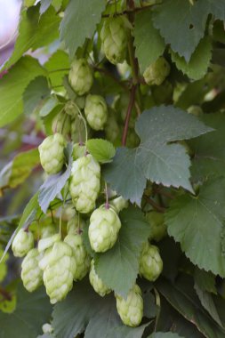 Yakın planda bir daldaki taze zıplama konileri doğal bileşenlerin, mayalanmanın ve tarımın sembolü.