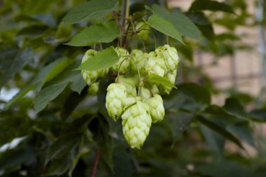 Yakın planda bir daldaki taze zıplama konileri doğal bileşenlerin, mayalanmanın ve tarımın sembolü.