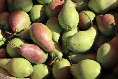 Fresh harvest of green and reddish pears close-up  organic seasonal fruits for desserts, juices, healthy eating and culinary projects