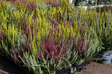 Bahçeler, çiçek yatakları, manzara tasarımı ve sonbahar dekorasyonu için saksılarda bulunan parlak renkli fundalık.