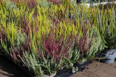 Bahçeler, çiçek yatakları, manzara tasarımı ve sonbahar dekorasyonu için saksılarda bulunan parlak renkli fundalık.
