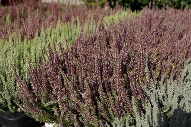 Bahçeler, çiçek yatakları, manzara tasarımı ve sonbahar dekorasyonu için saksılarda bulunan parlak renkli fundalık.