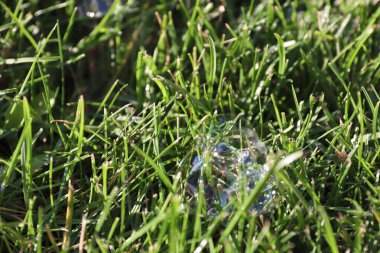 Yaz projeleri, şenlikli fikirler ve yaratıcı tasarım için arka planda yeşil çimlerde parlayan sabun köpükleri.