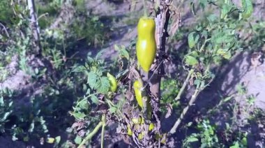 Green and yellow tomatoes ripening on bushes in a vegetable garden  process of growing vegetables and natural farming