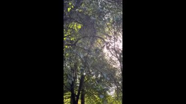 Sunlight streaming through autumn tree canopies in forest  warm early fall atmosphere for seasonal projects, advertising, backgrounds, and meditation content