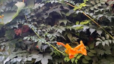 Close-up of Campsis grandiflora with vibrant trumpet-shaped flowers  exotic ornamental plant for floral projects, packaging, garden design, wellness content, and seasonal backgrounds