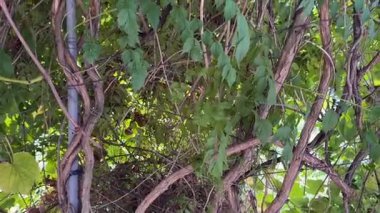 Close-up of grapevine with green leaves and grape clusters  natural freshness and seasonal aesthetics for product advertising, packaging, culinary content, backgrounds, and agricultural projects